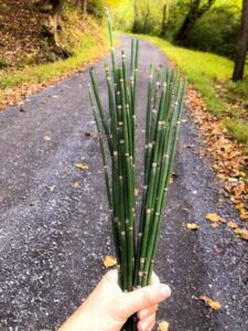 Forage for Skin and Hair Care Ingredients Image